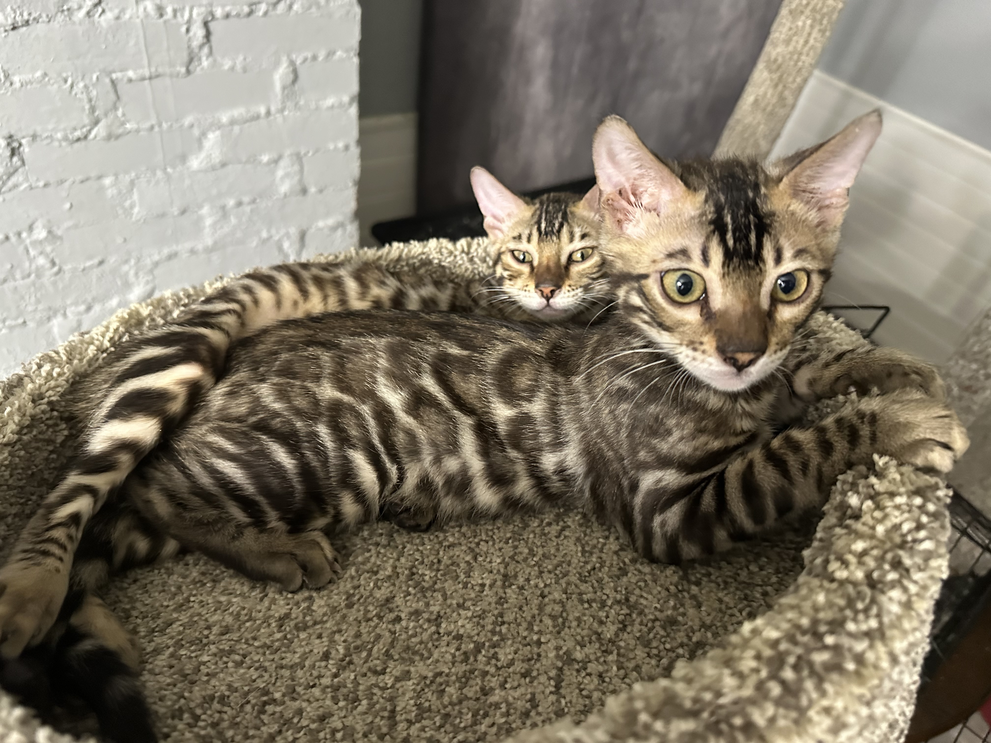 Bengal kittens at Wylde Bengals cattery, Akron area Ohio