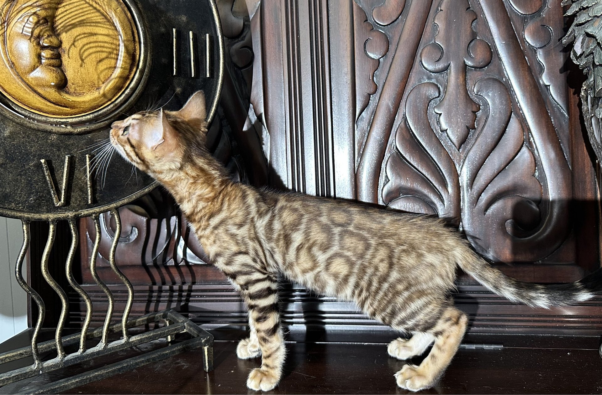 Wylde Bengals - TICA-registered Bengal cattery in the Akron area, Ohio