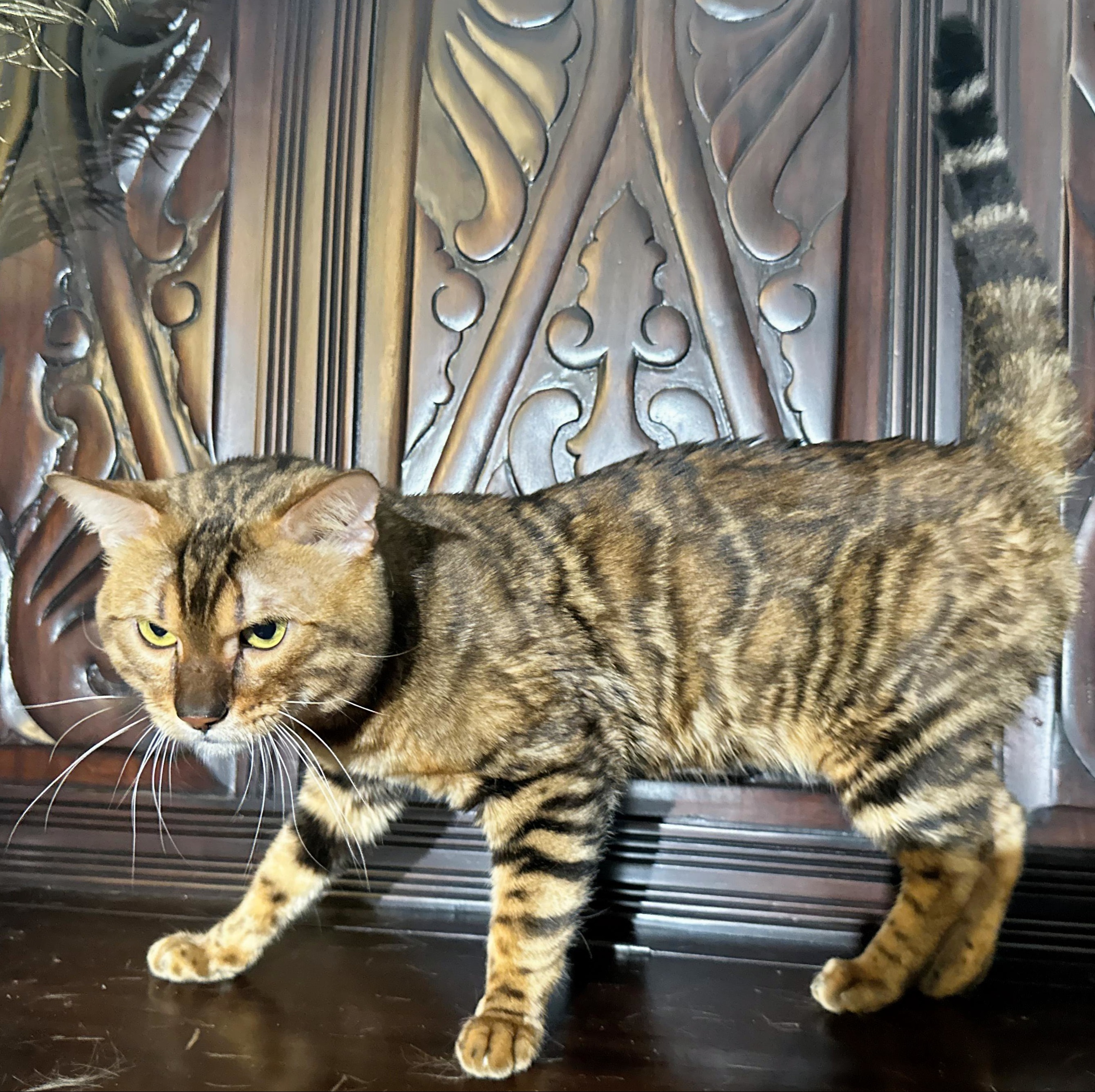 Kama - Brown Rosetted Bengal stud at Wylde Bengals