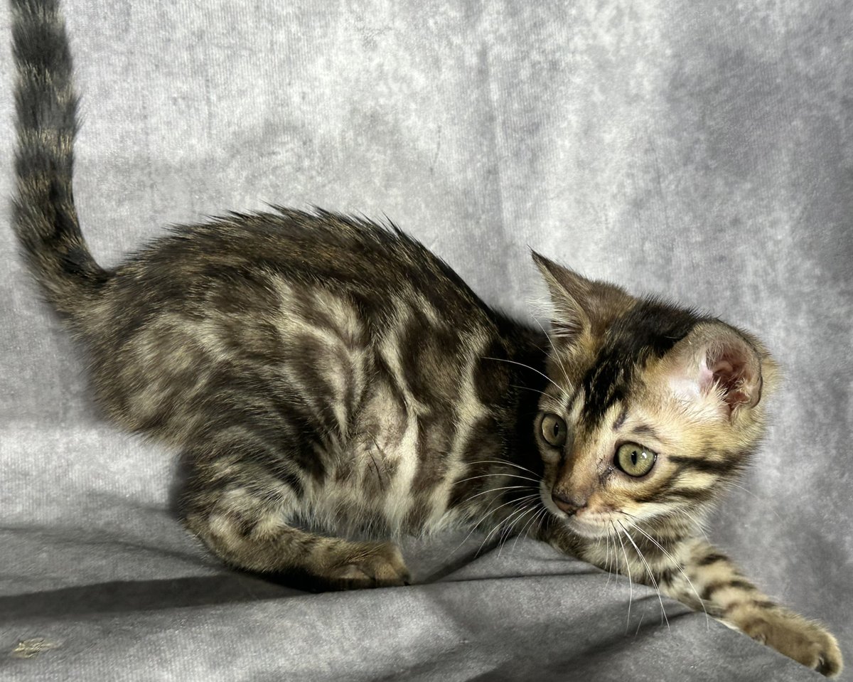 Blaze - Brown Rosetted Bengal kitten at Wylde Bengals