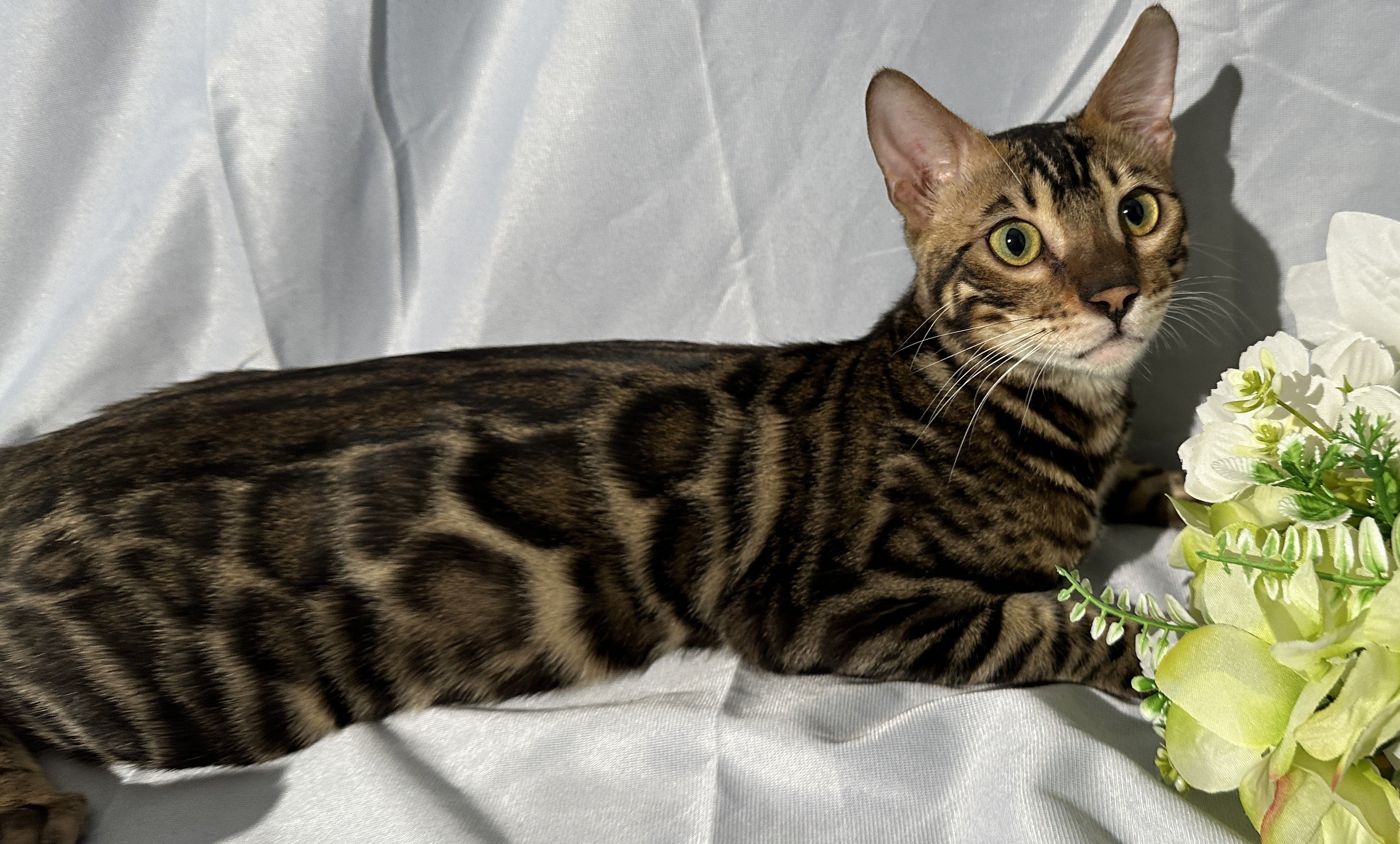 Blaze - Brown Rosetted Bengal kitten at Wylde Bengals