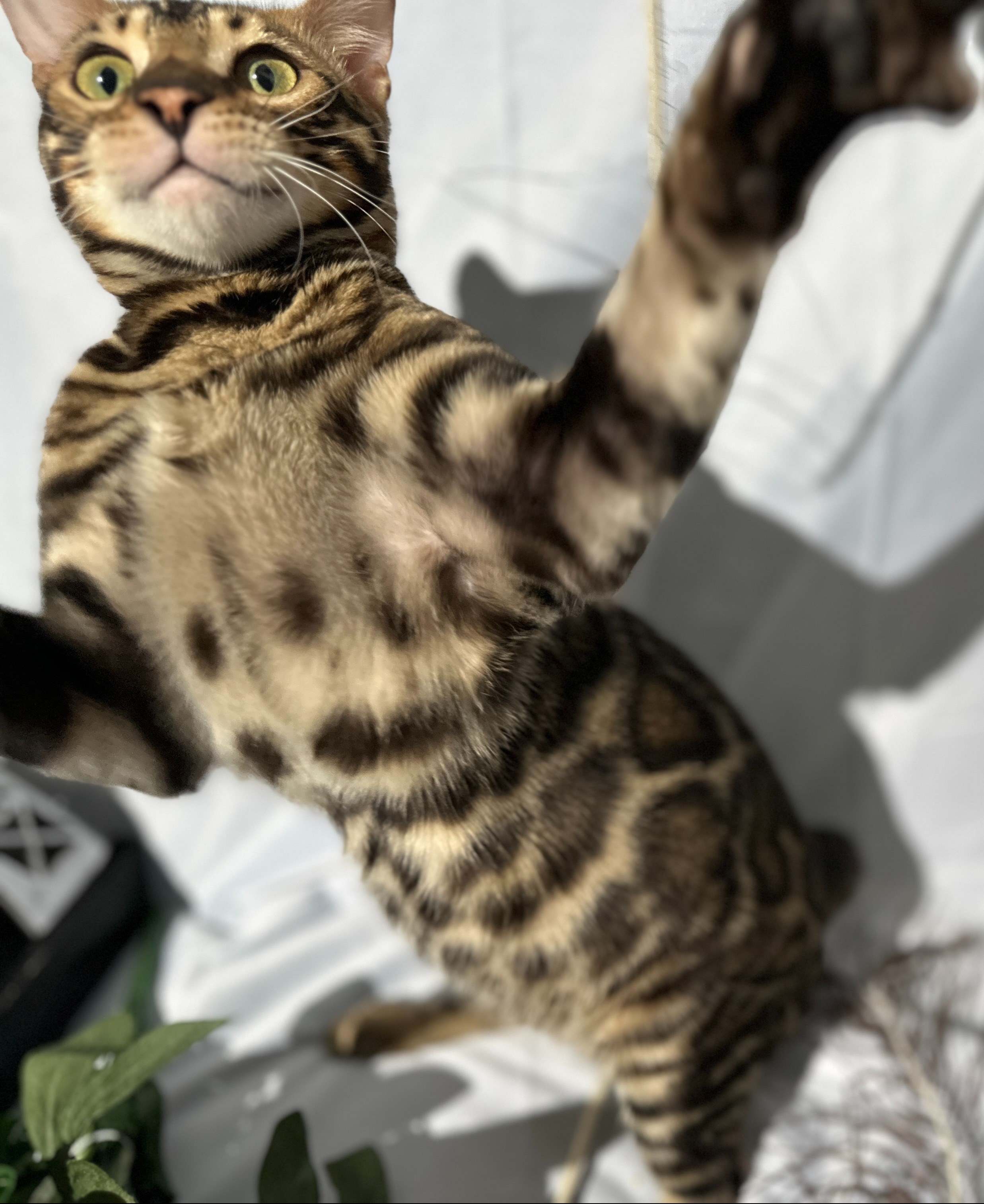 Blaze - photo taken August 24, 2026