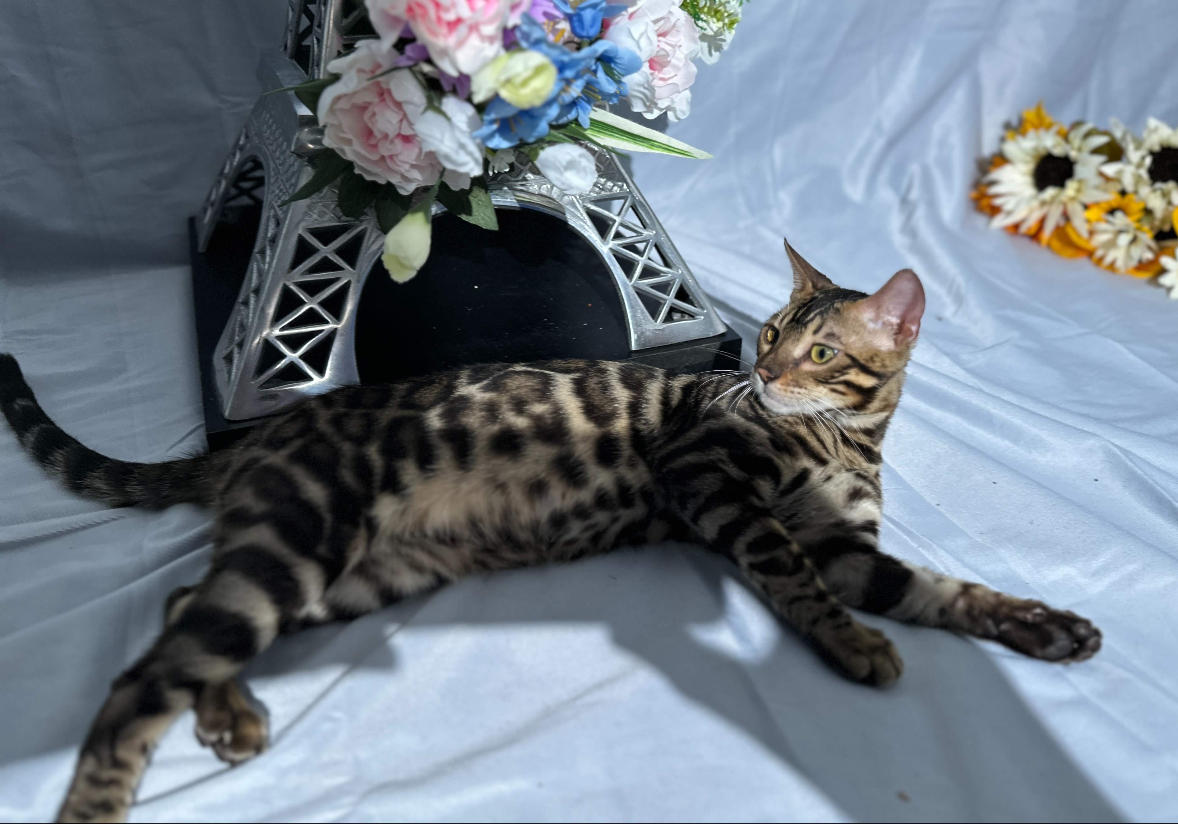 Blaze - photo taken August 24, 2026