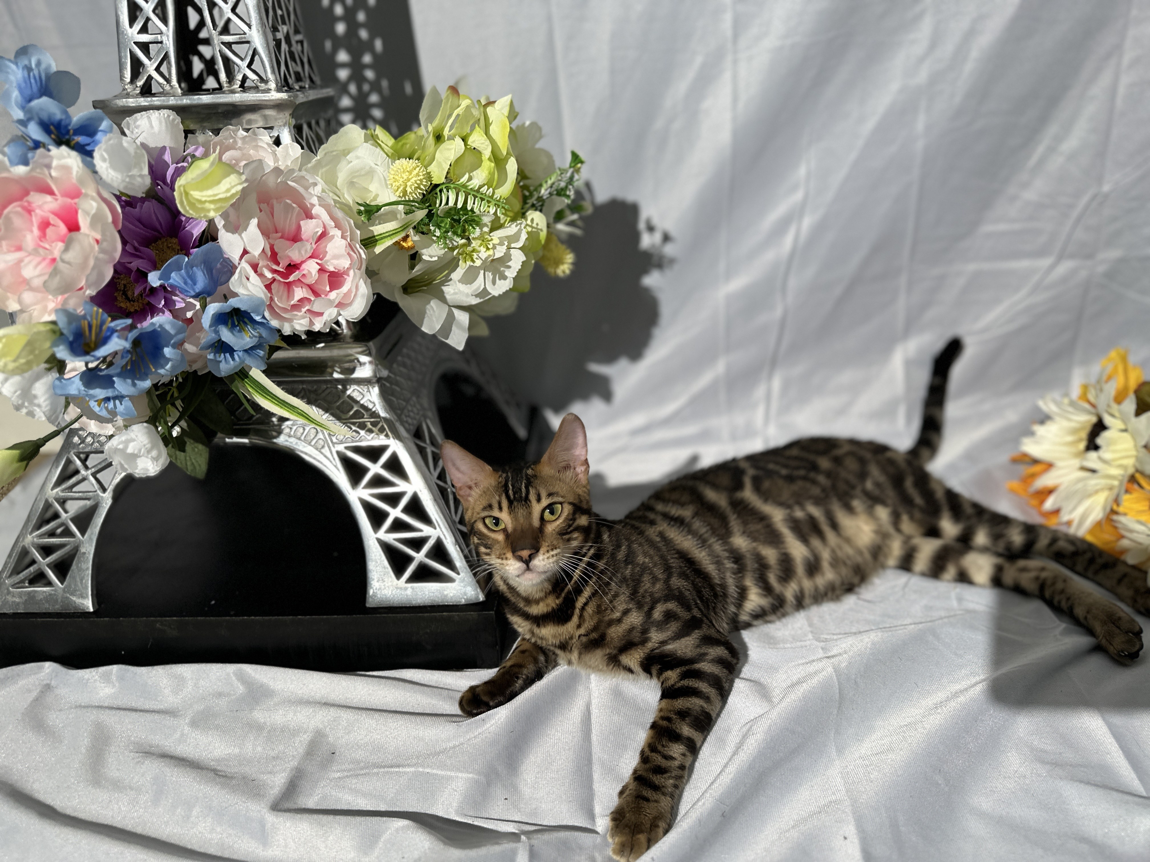 Blaze - photo taken August 24, 2026