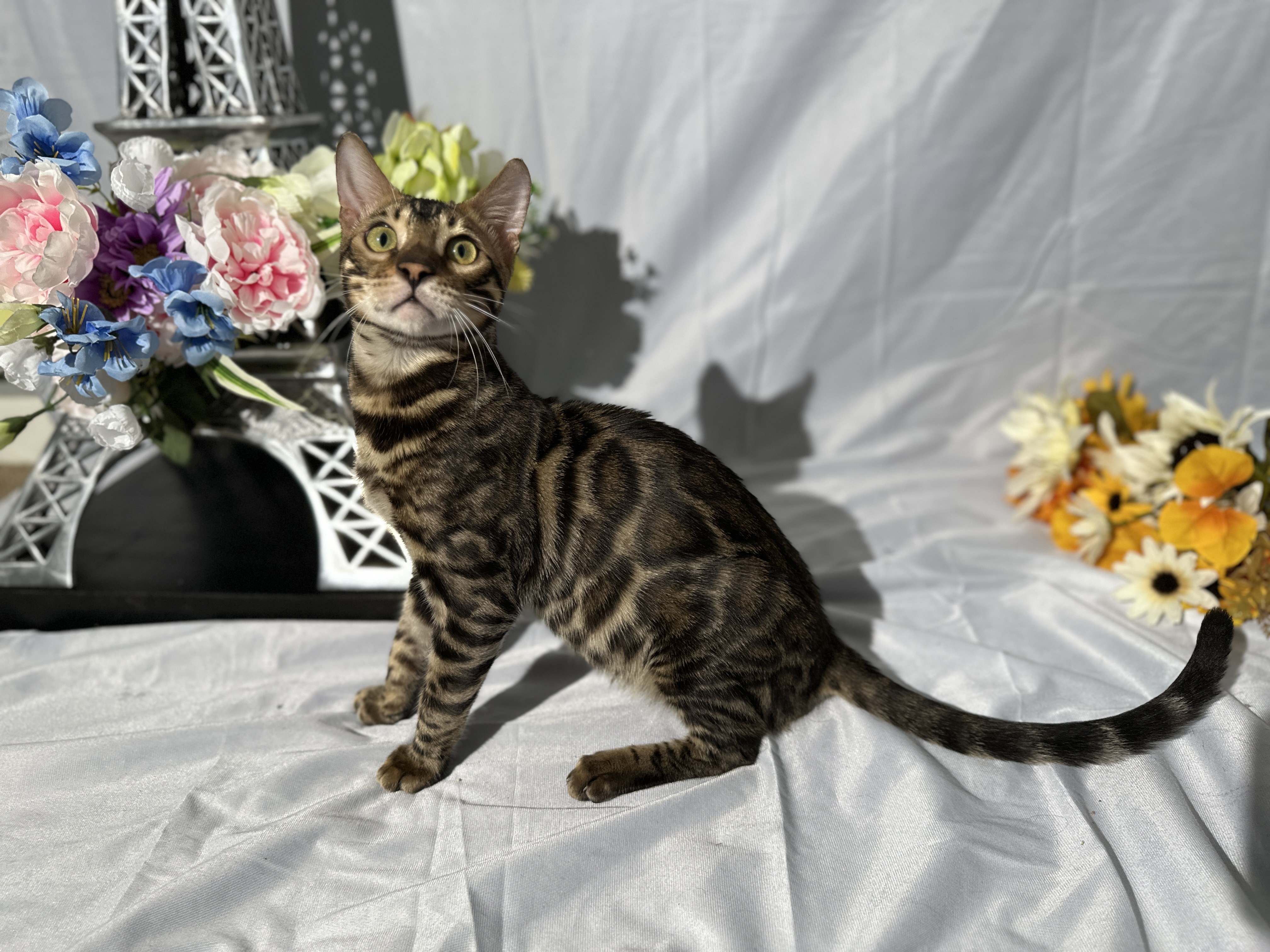 Blaze - photo taken August 24, 2026