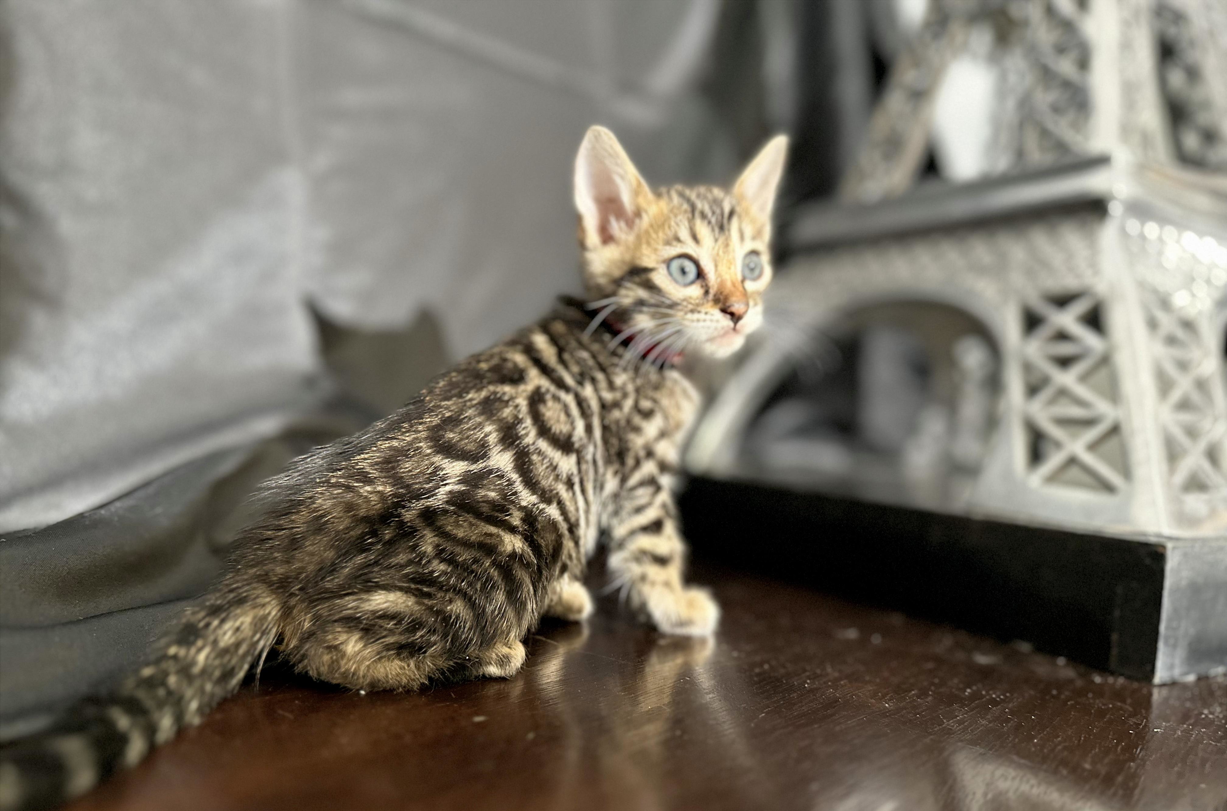 Bleu - Brown Rosetted Bengal kitten at Wylde Bengals
