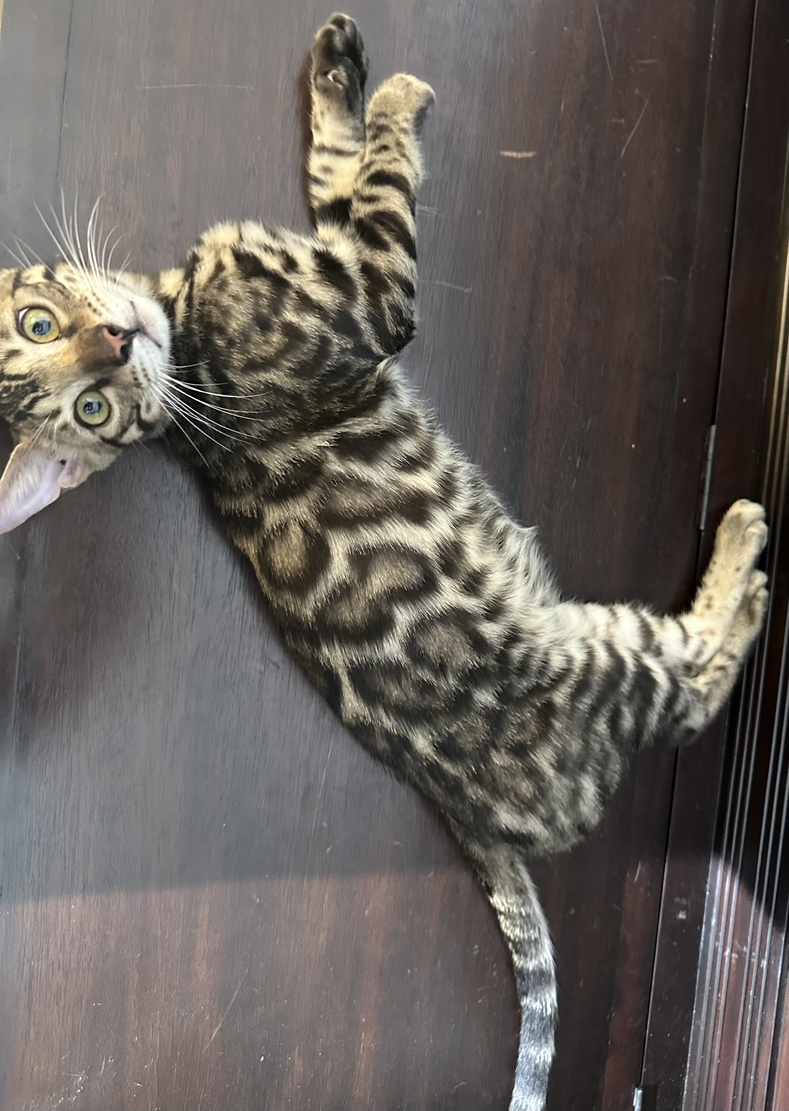 Bleu - Brown Rosetted Bengal kitten at Wylde Bengals