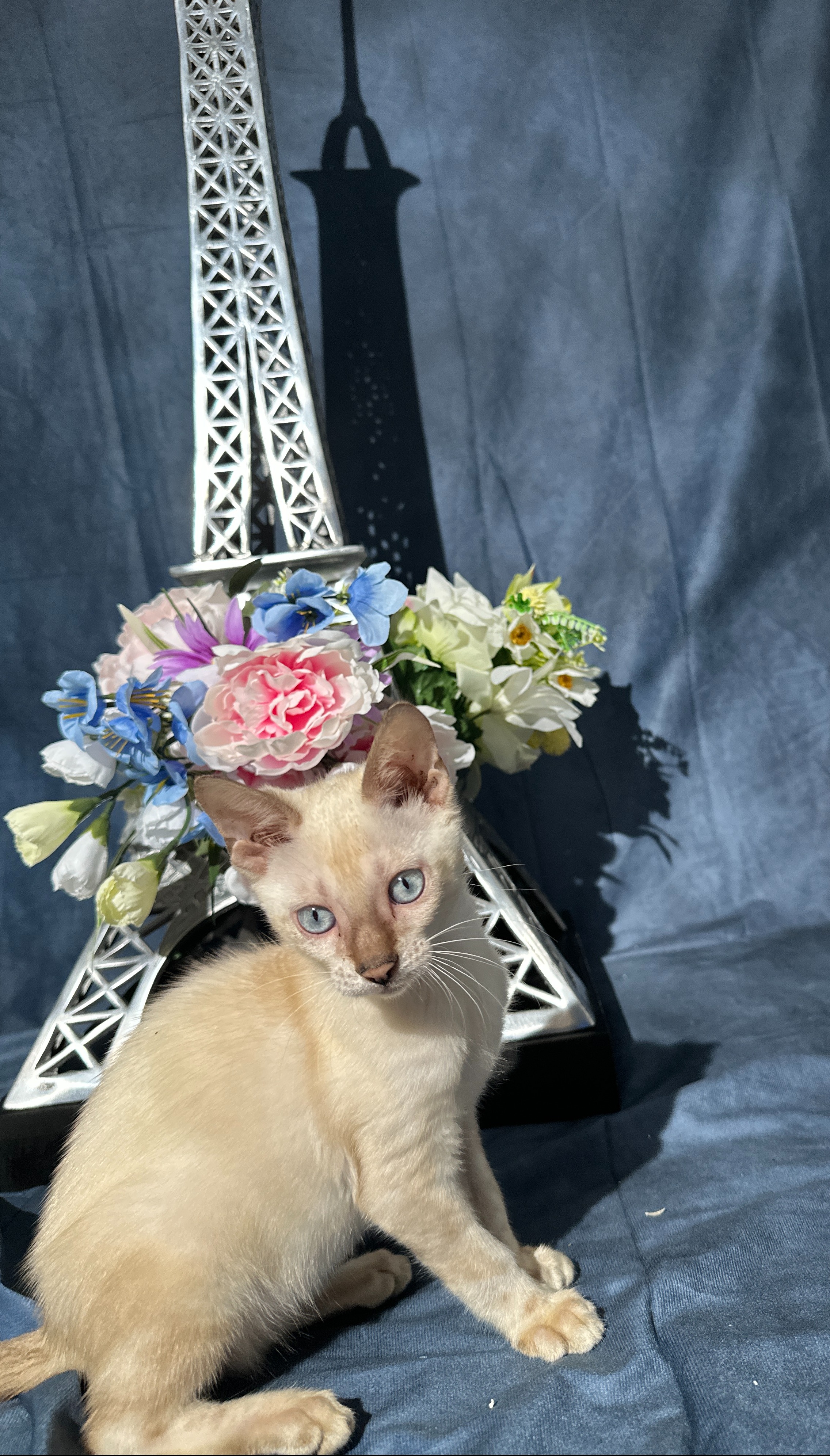 Cartier - Snow Bengal kitten with blue eyes at Wylde Bengals