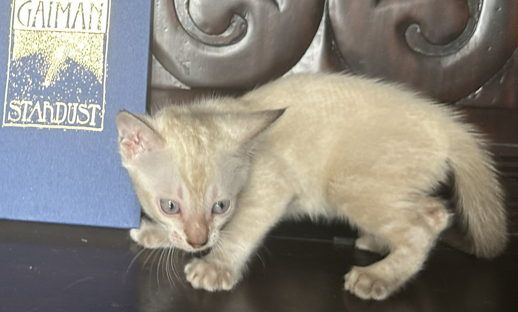 Chanel - Seal Lynx Point Snow Bengal kitten at Wylde Bengals, photo 1