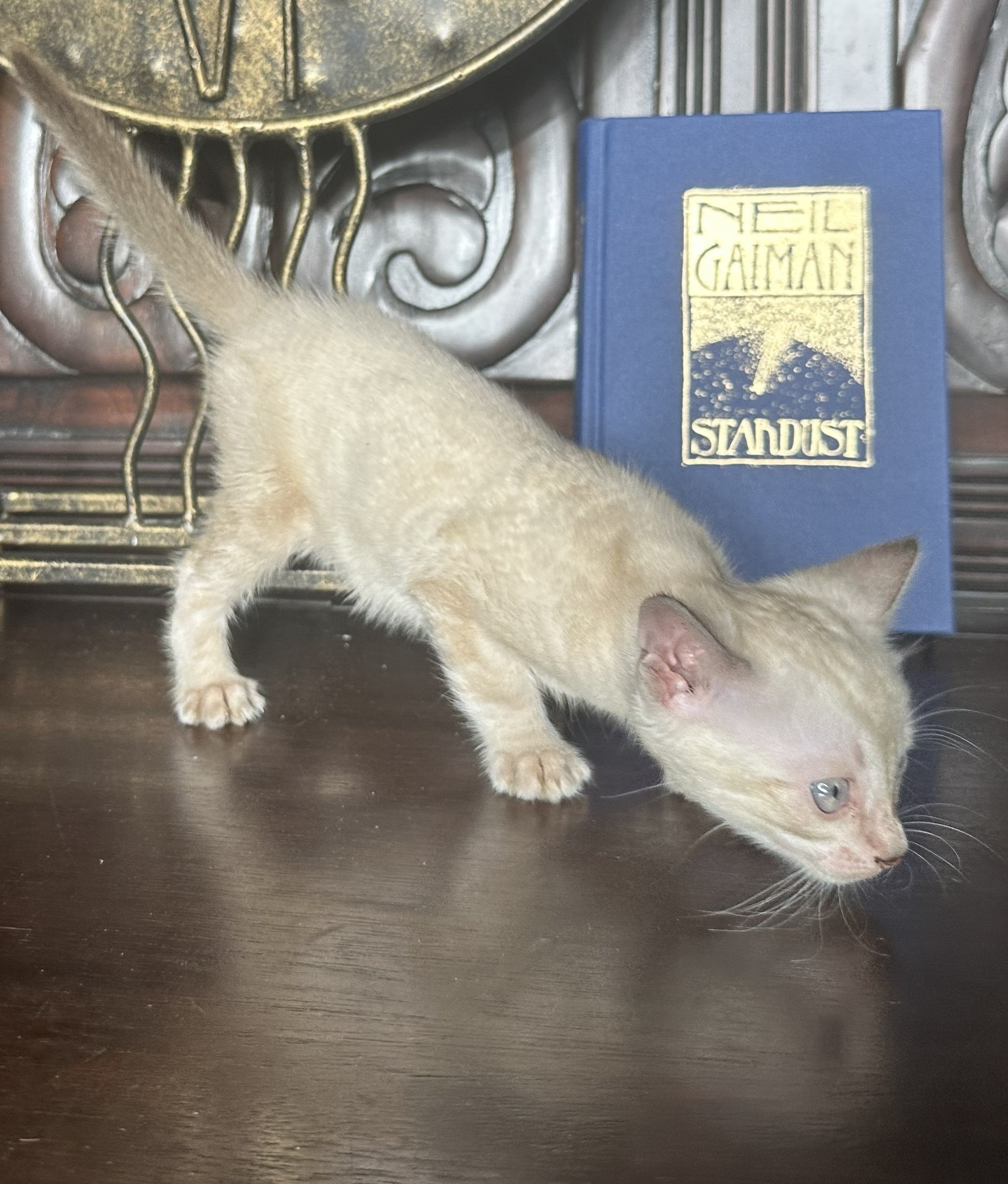 Chanel - Seal Lynx Point Snow Bengal kitten at Wylde Bengals, photo 3