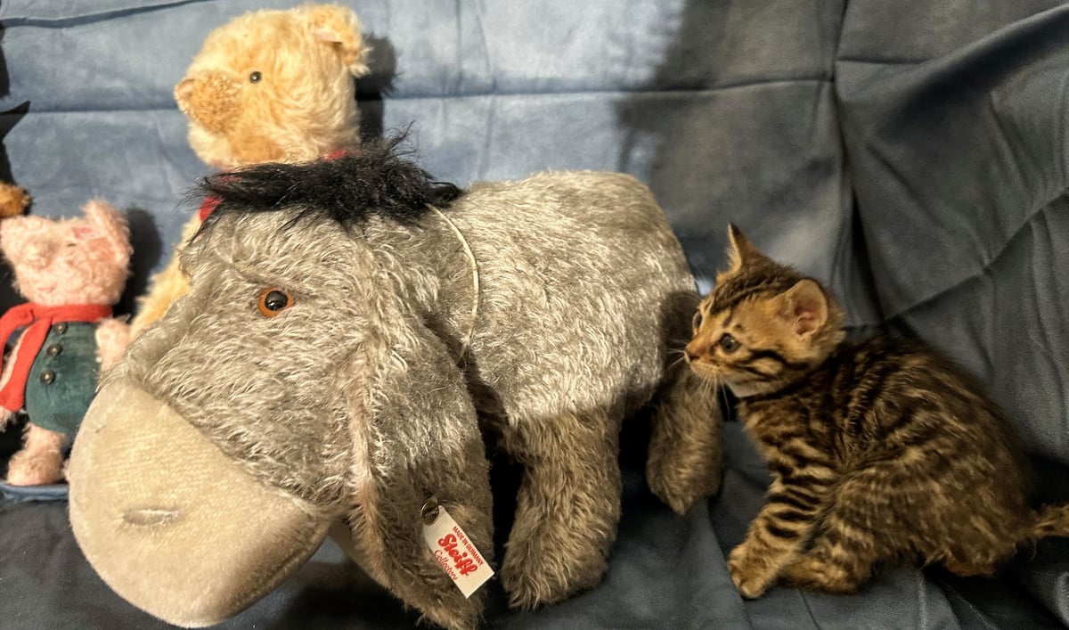 Christopher - Brown Rosetted Bengal kitten at Wylde Bengals