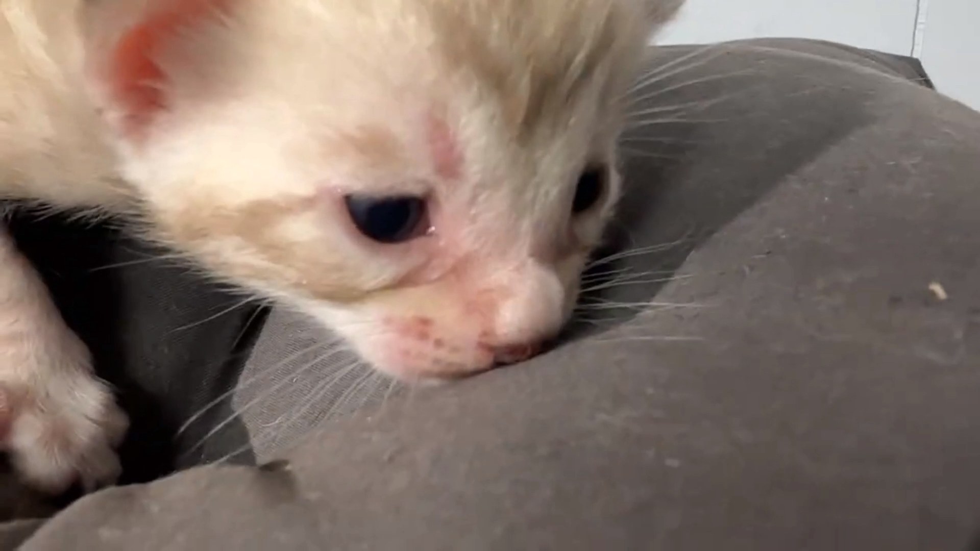 Cortina - Seal Mink Snow Bengal kitten at Wylde Bengals, photo 2