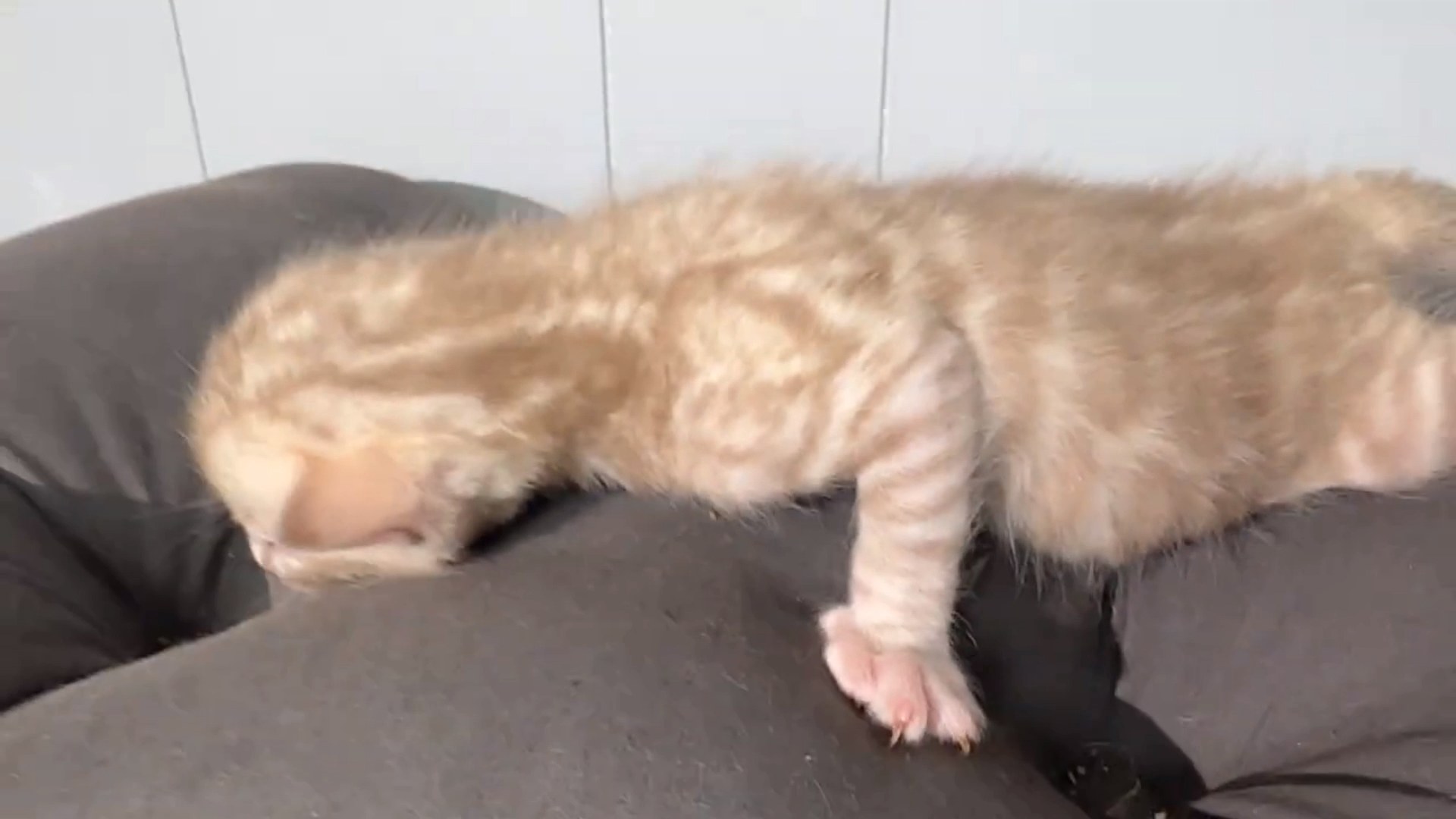 Cortina - Seal Mink Snow Bengal kitten at Wylde Bengals, photo 3