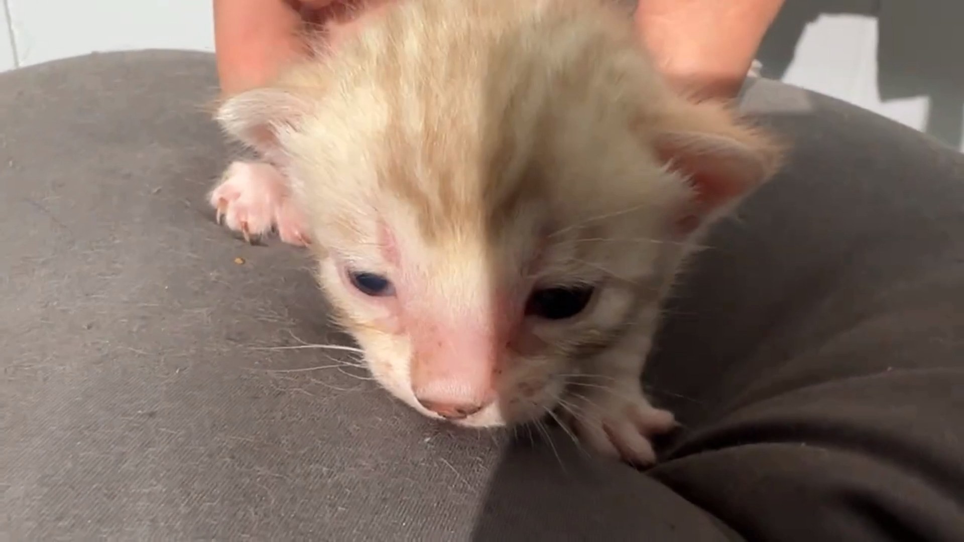 Cortina - Seal Mink Snow Bengal kitten at Wylde Bengals, photo 5