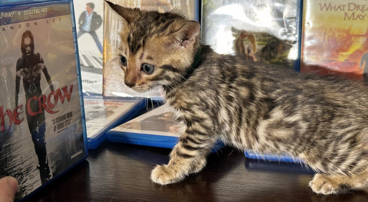 Draven - Brown Rosetted Bengal kitten at Wylde Bengals