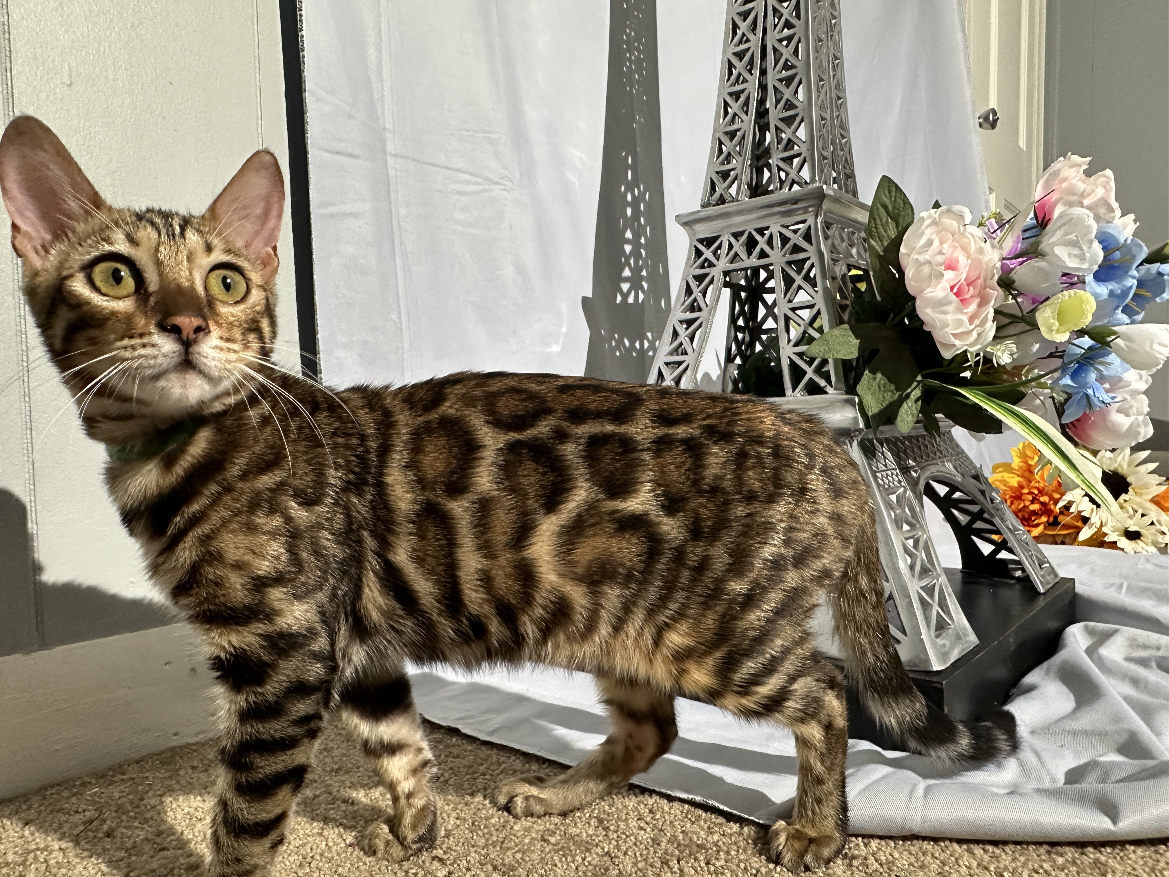 Draven - Brown Rosetted Bengal kitten at Wylde Bengals