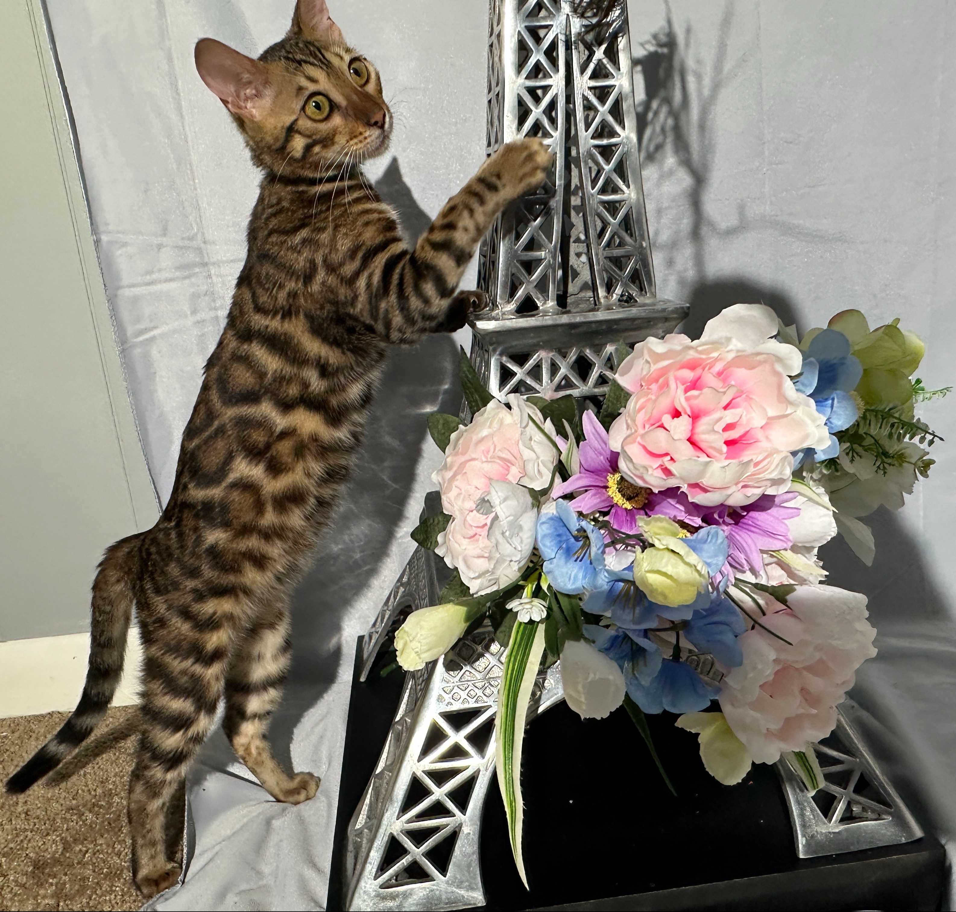 Draven - photo taken August 24, 2026