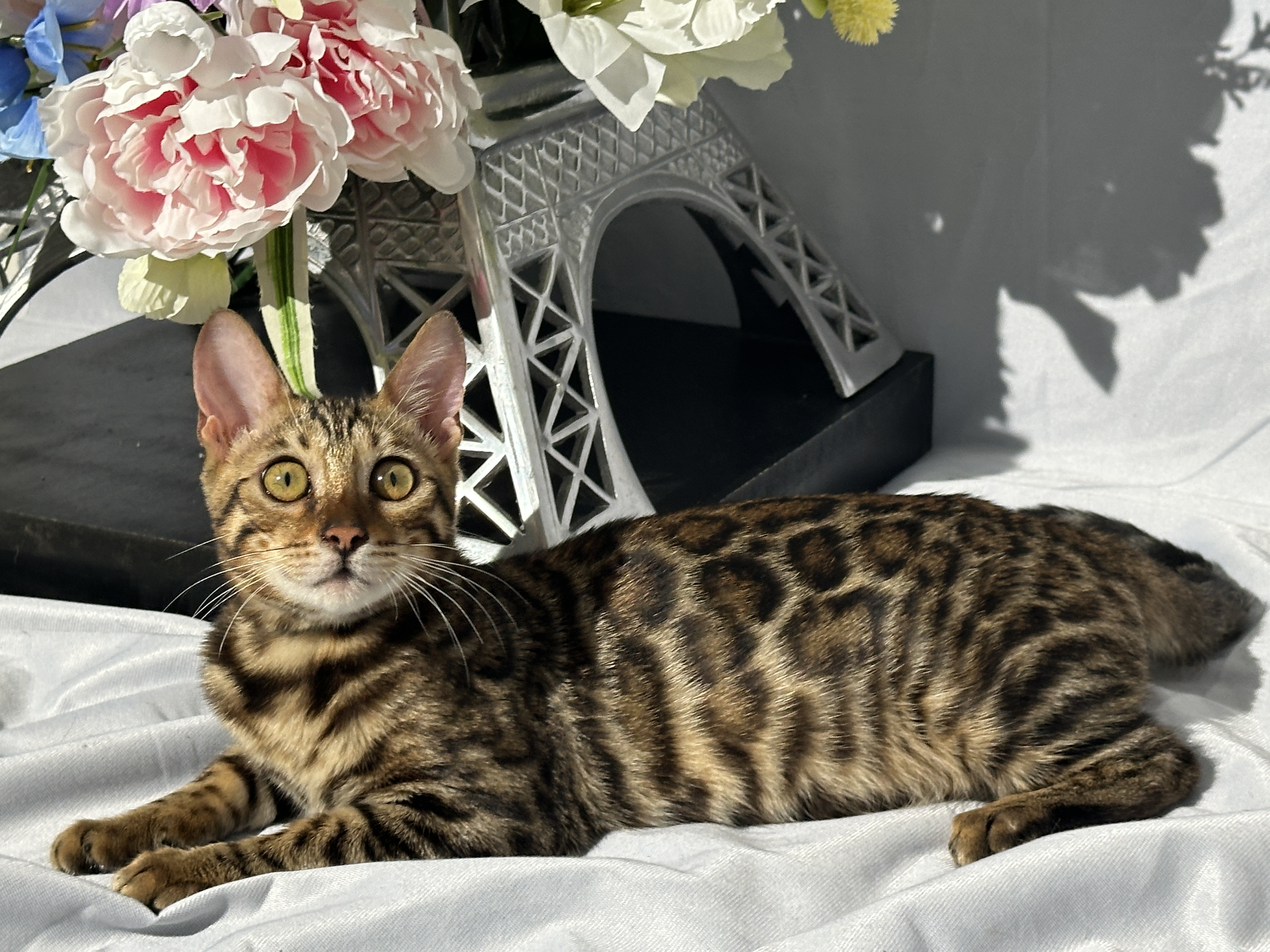 Draven - photo taken August 24, 2026