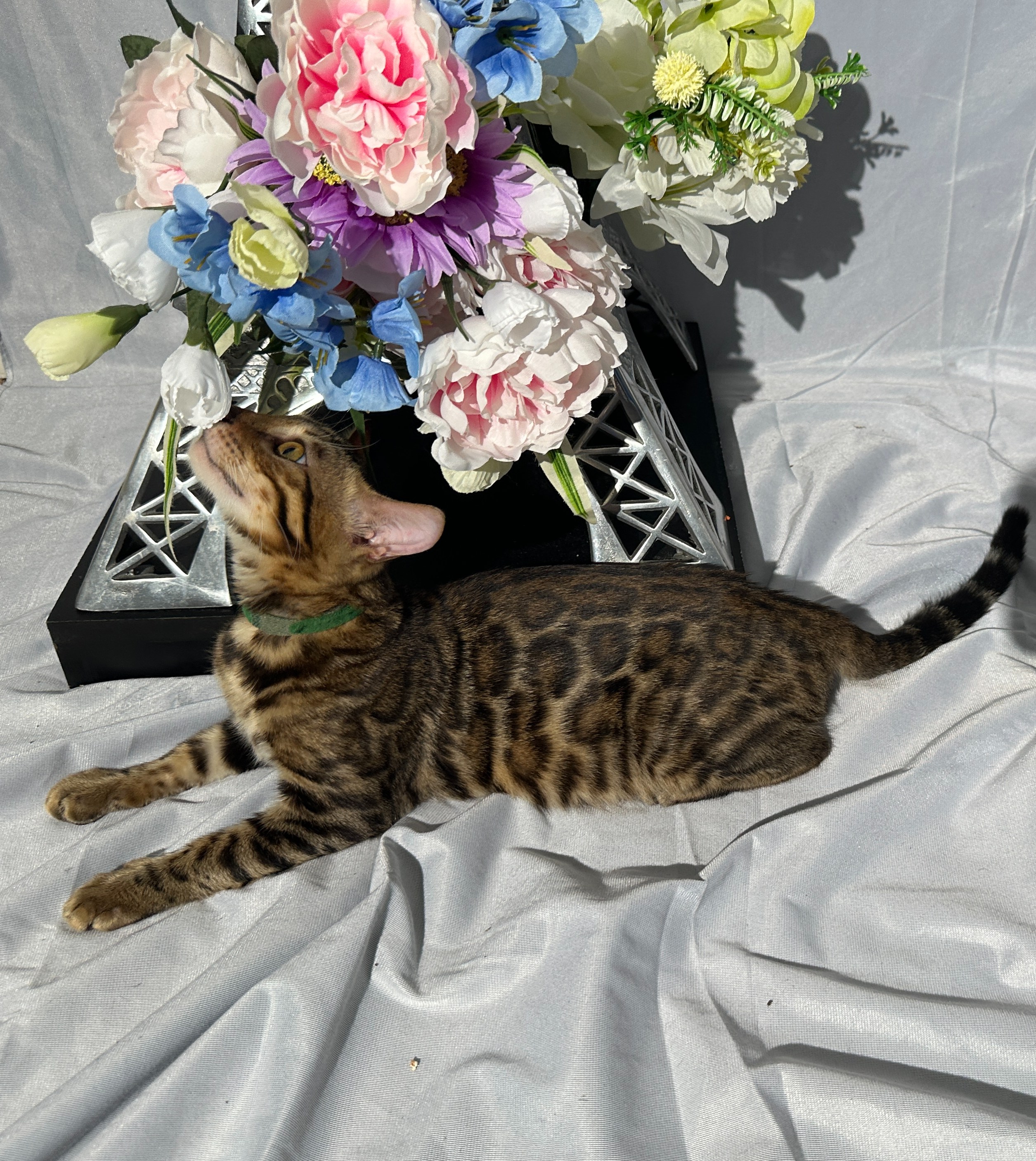 Draven - photo taken August 24, 2026