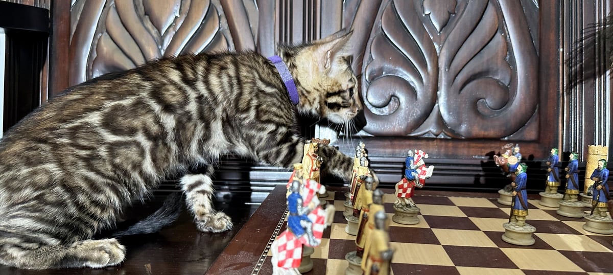 Gambit - Brown Rosetted Bengal kitten at Wylde Bengals