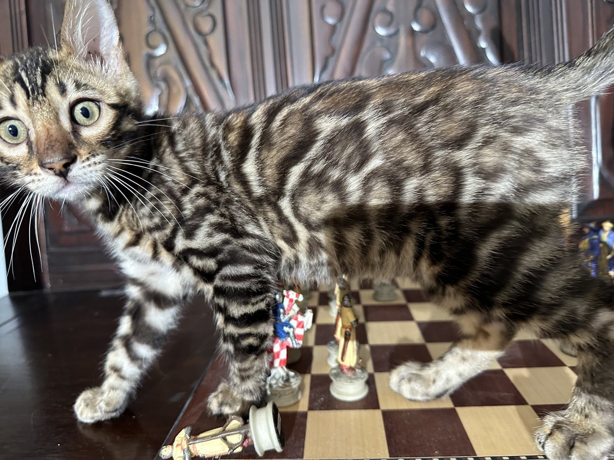 Gambit - photo 2