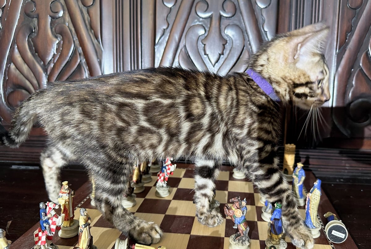Gambit - photo 3