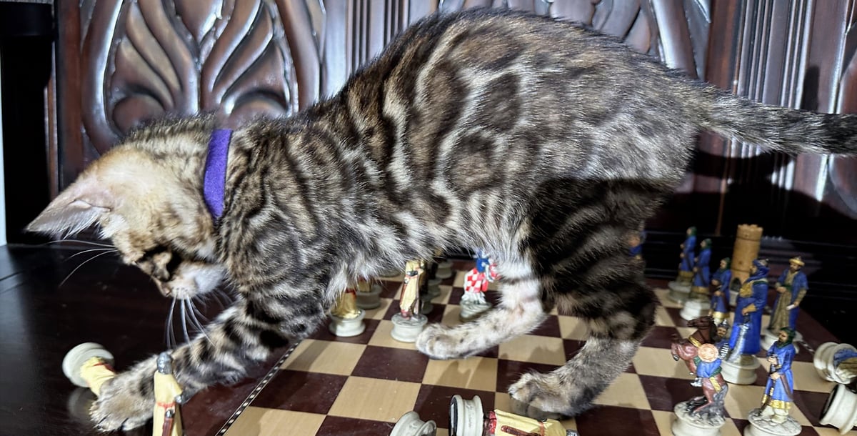 Gambit - photo 4