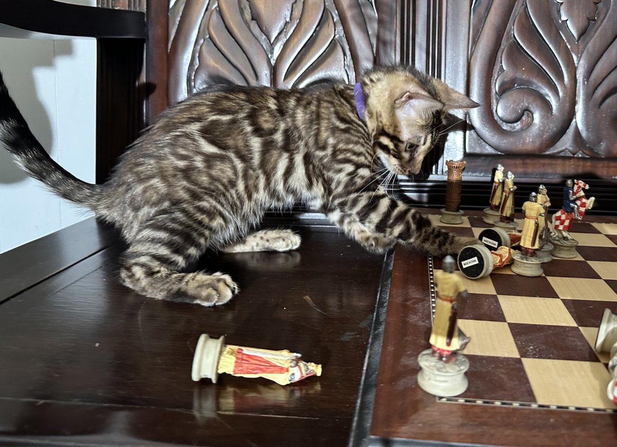 Gambit - photo 5