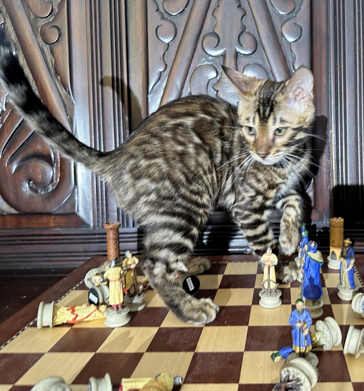 Gambit - photo 8