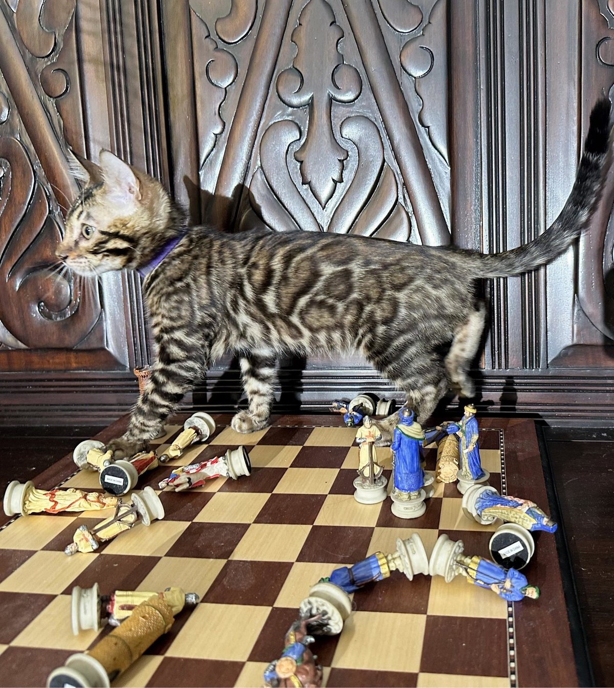 Gambit - photo 9