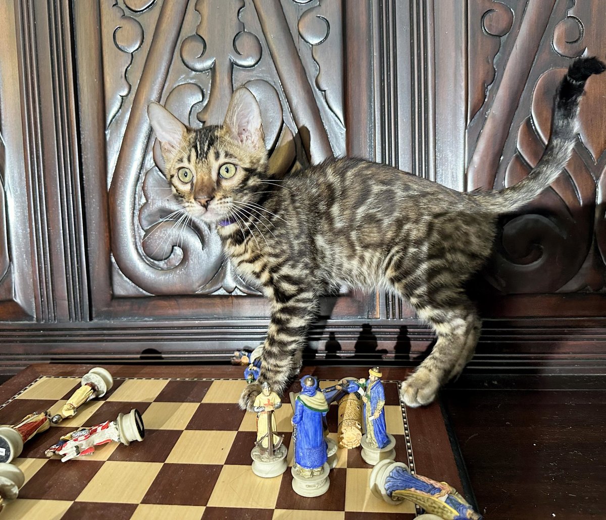 Gambit - photo 10