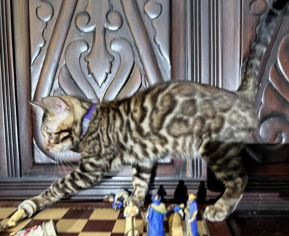 Gambit - photo 11
