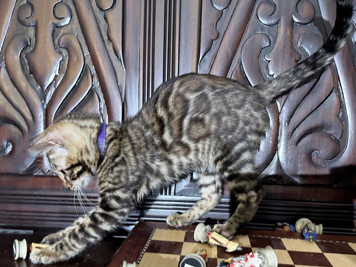 Gambit - photo 12