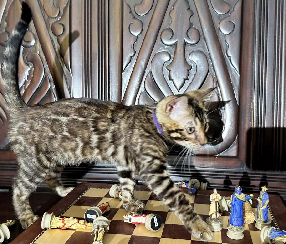 Gambit - photo 13