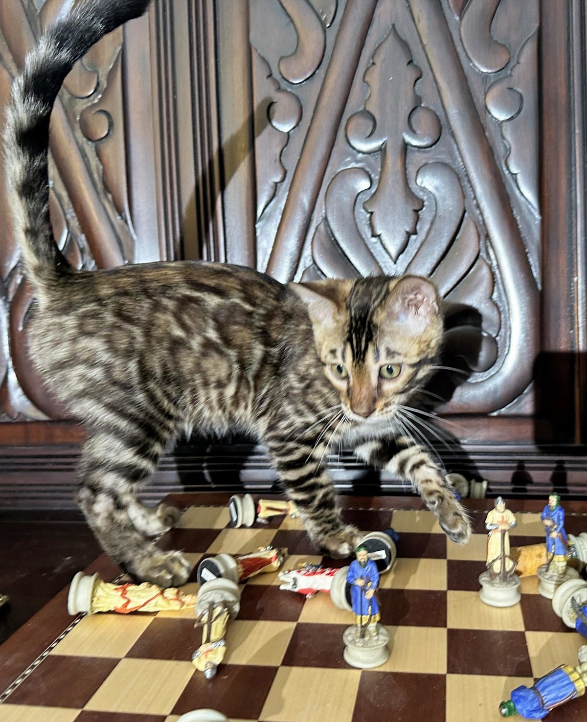 Gambit - photo 14