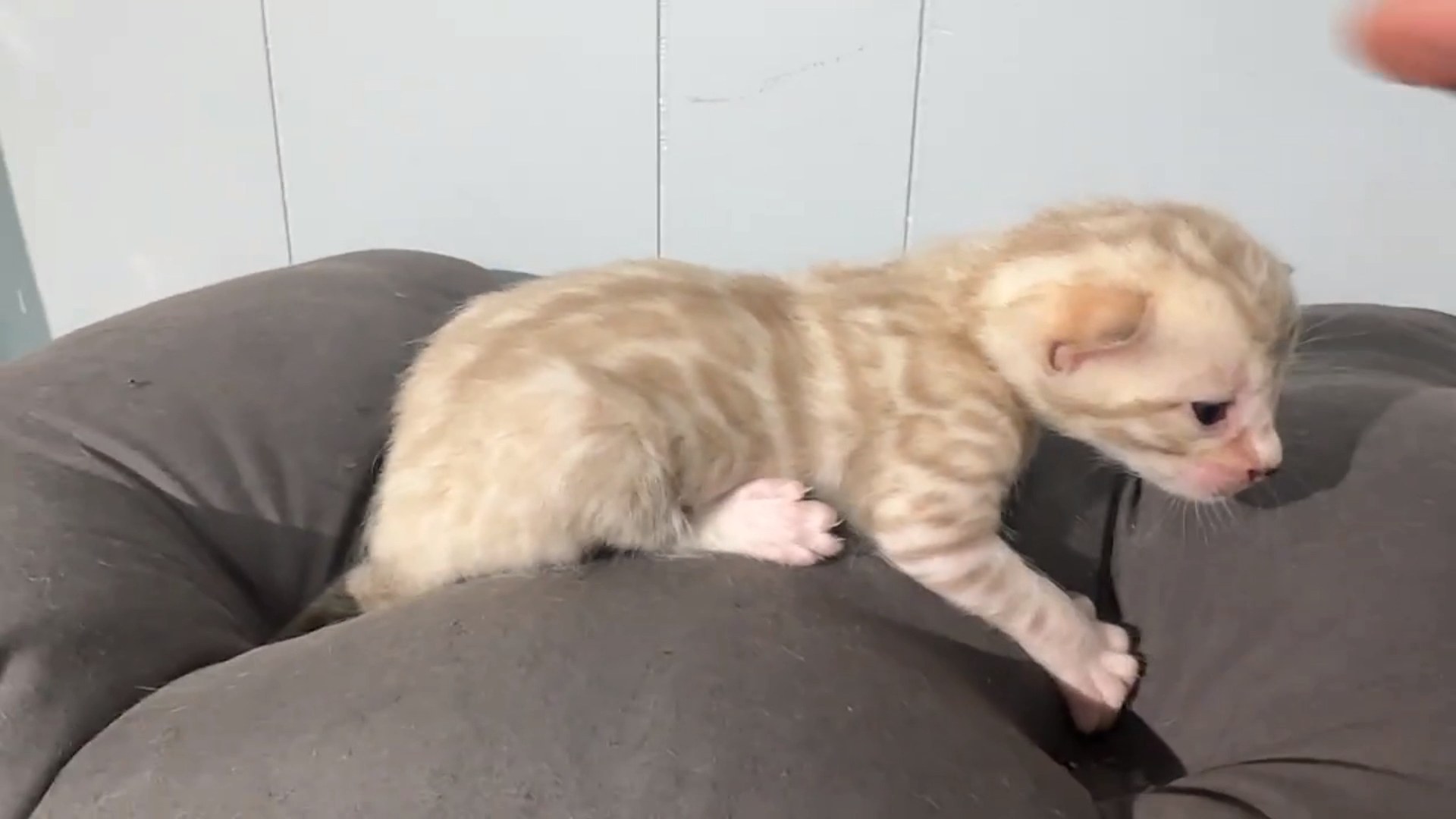 Gelato - Seal Mink Snow Bengal kitten at Wylde Bengals