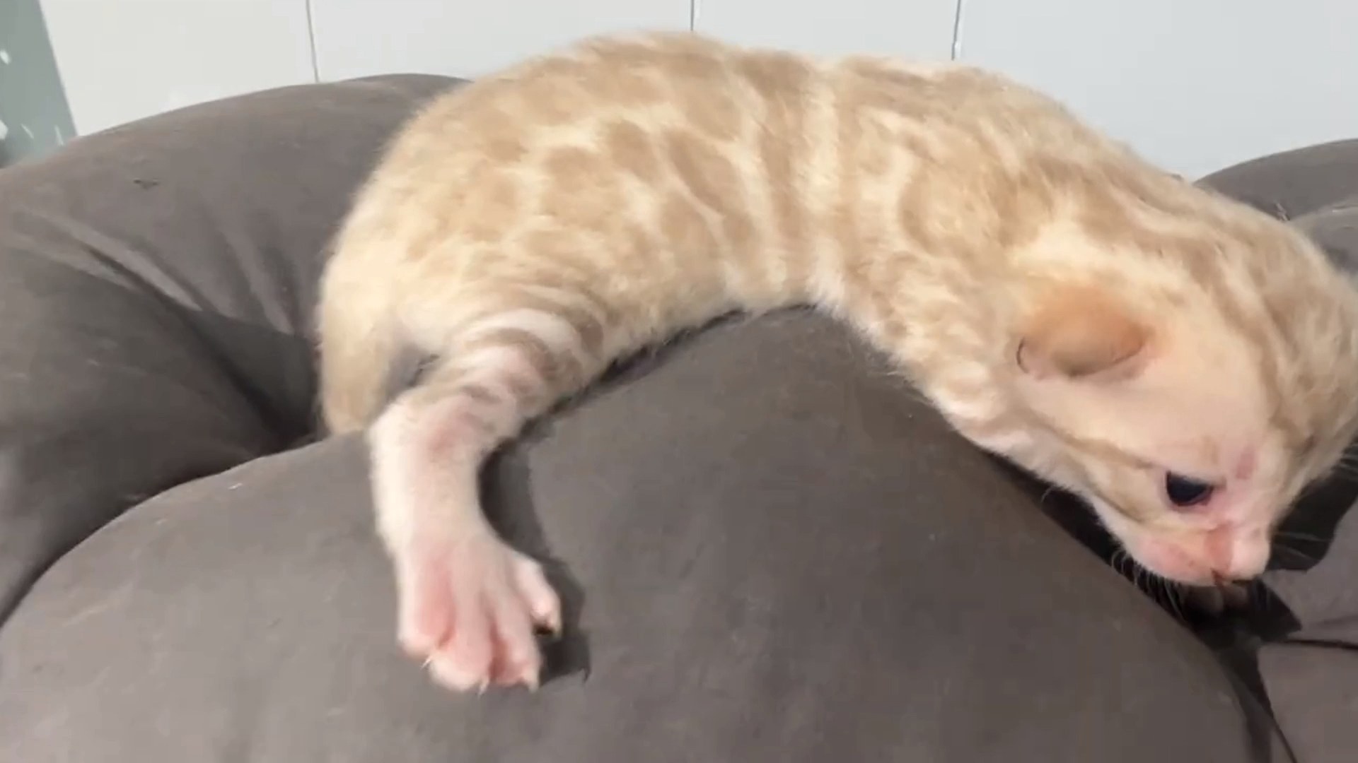 Gelato - Seal Mink Snow Bengal kitten at Wylde Bengals, photo 3