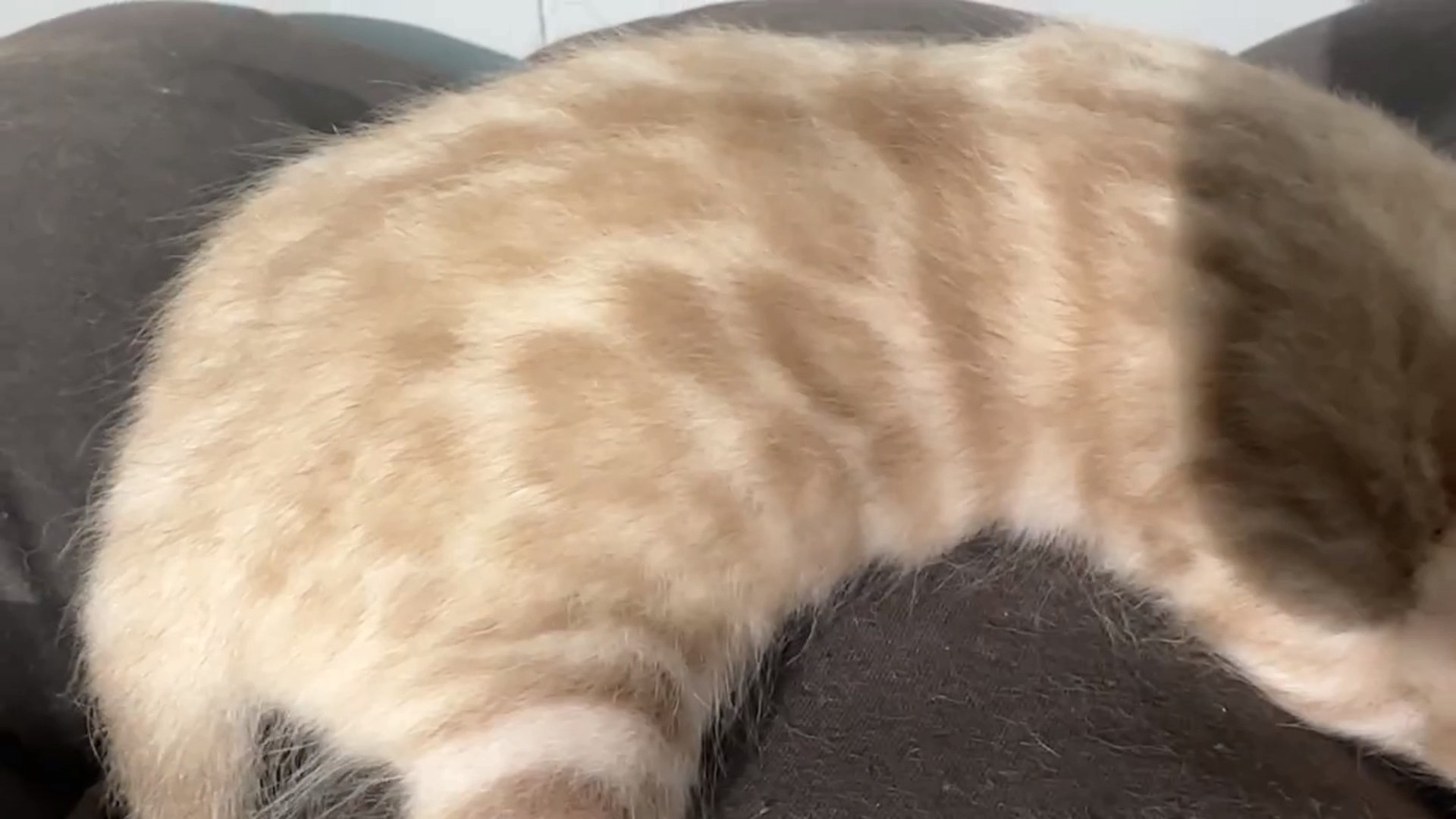 Gelato - Seal Mink Snow Bengal kitten at Wylde Bengals, photo 4