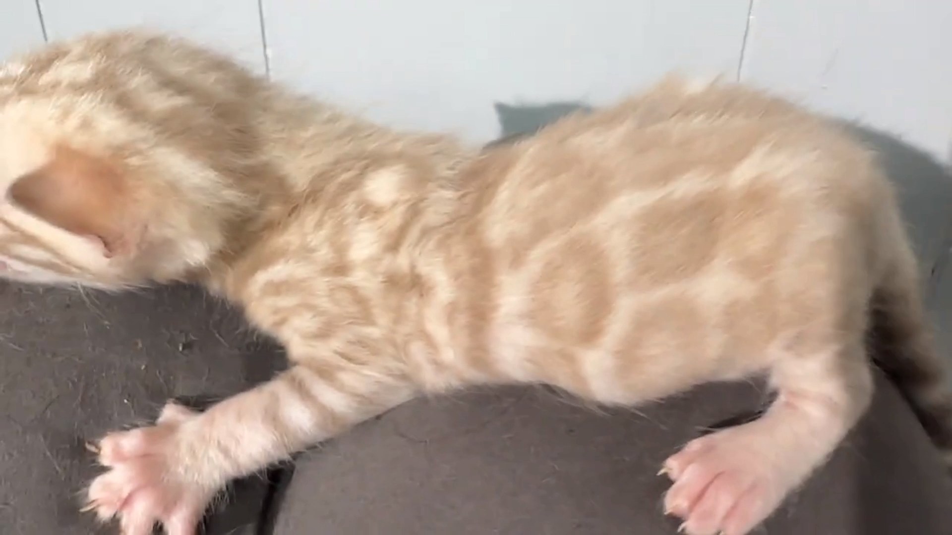 Gelato - Seal Mink Snow Bengal kitten at Wylde Bengals, photo 5