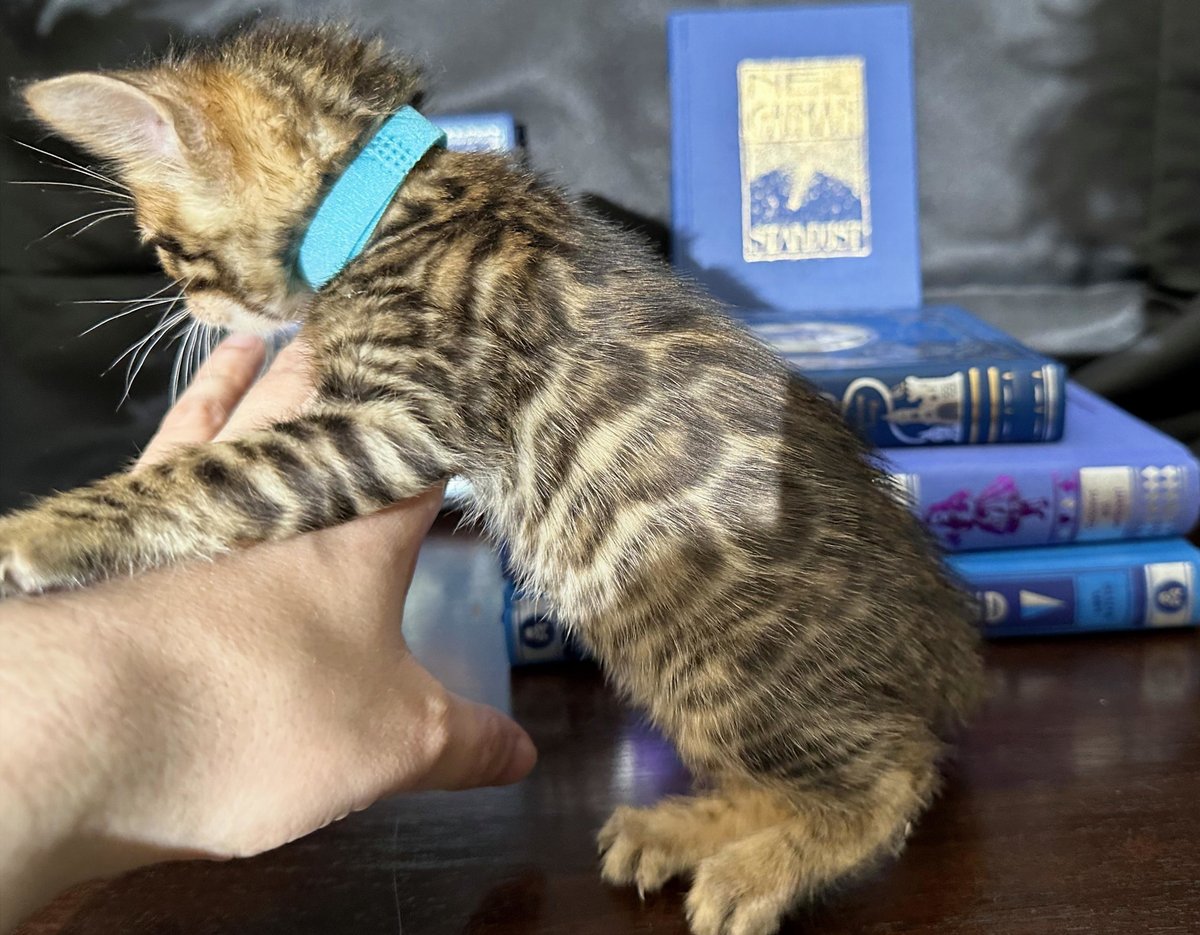 Indigo - Brown Rosetted Bengal kitten at Wylde Bengals