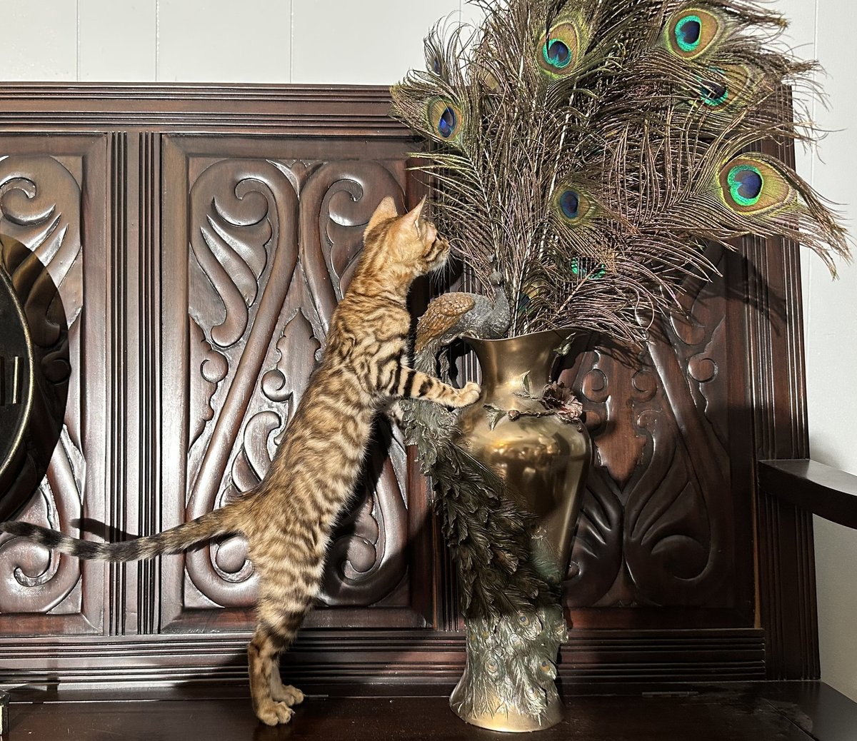 Leopold - Brown Rosetted Bengal kitten at Wylde Bengals