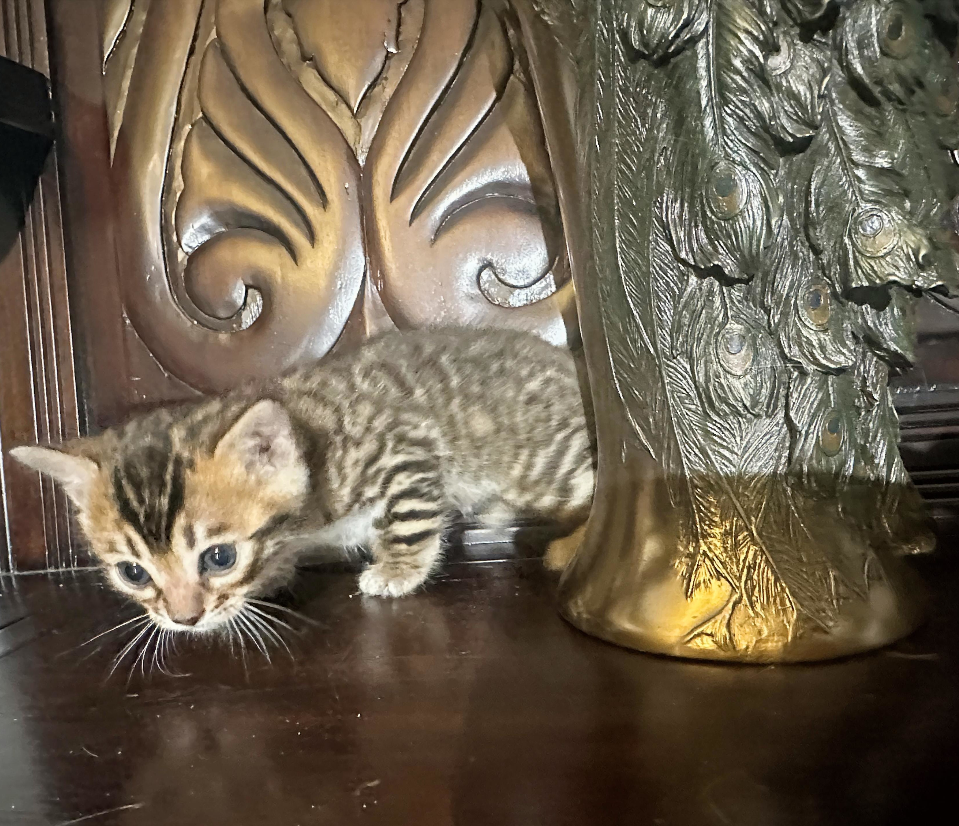 Lyric - Brown Micro-Spotted Bengal kitten at Wylde Bengals