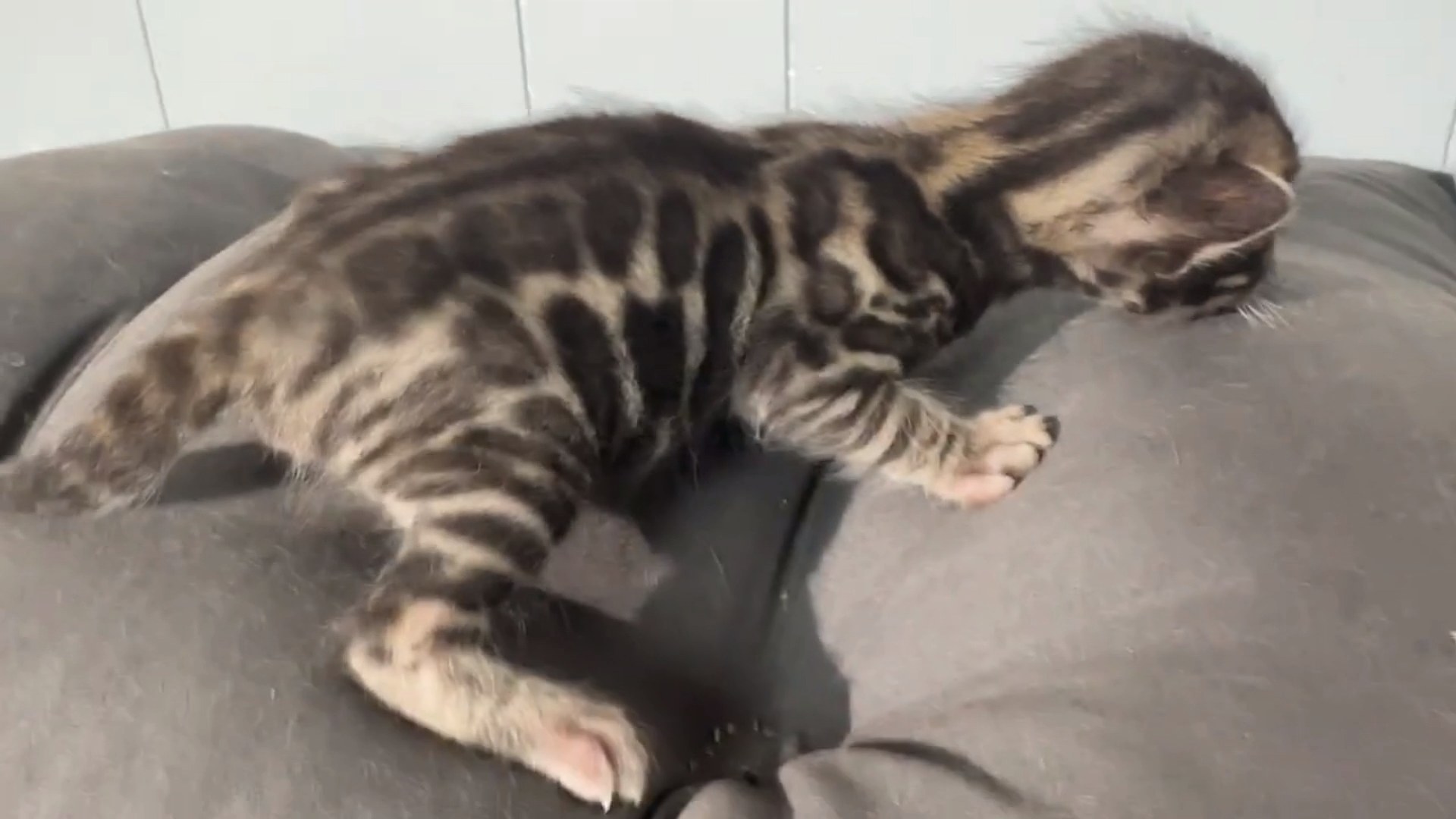 Macchiato - Brown Rosetted Bengal kitten at Wylde Bengals, photo 1