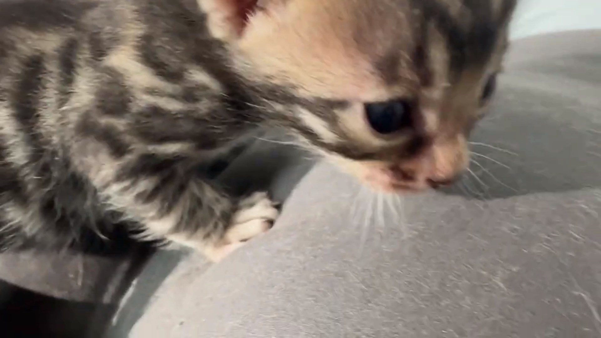 Macchiato - Brown Rosetted Bengal kitten at Wylde Bengals