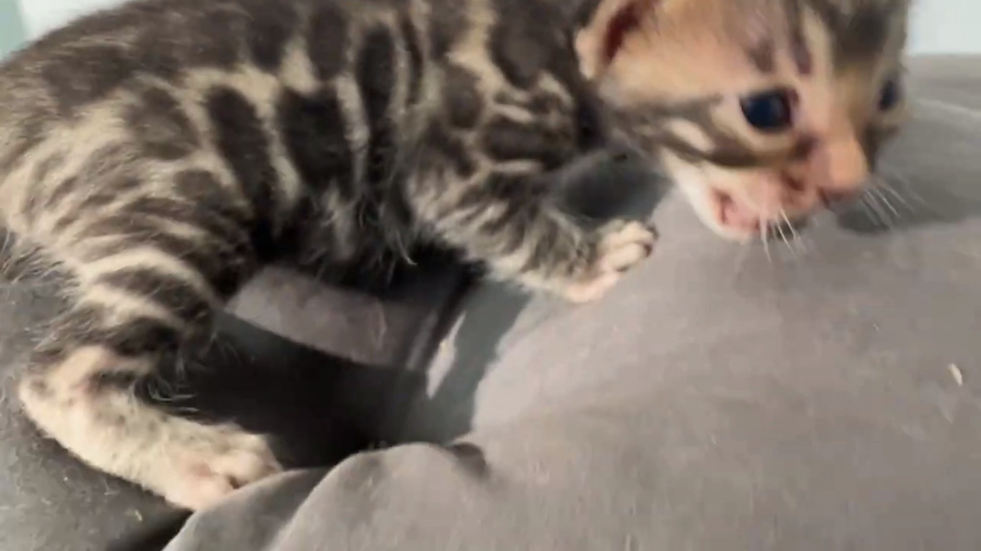 Macchiato - Brown Rosetted Bengal kitten at Wylde Bengals, photo 3