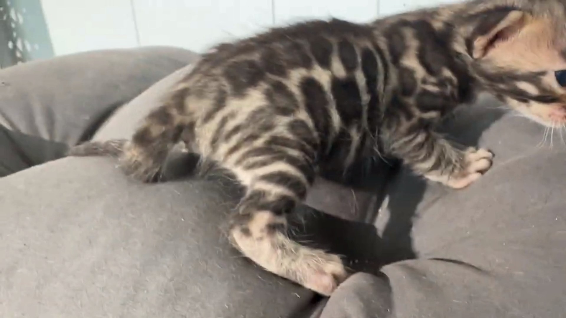 Macchiato - Brown Rosetted Bengal kitten at Wylde Bengals, photo 4