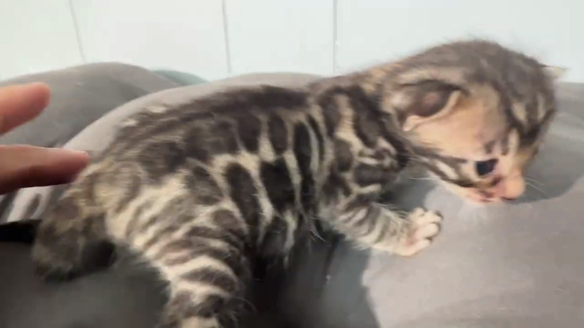 Macchiato - Brown Rosetted Bengal kitten at Wylde Bengals, photo 5