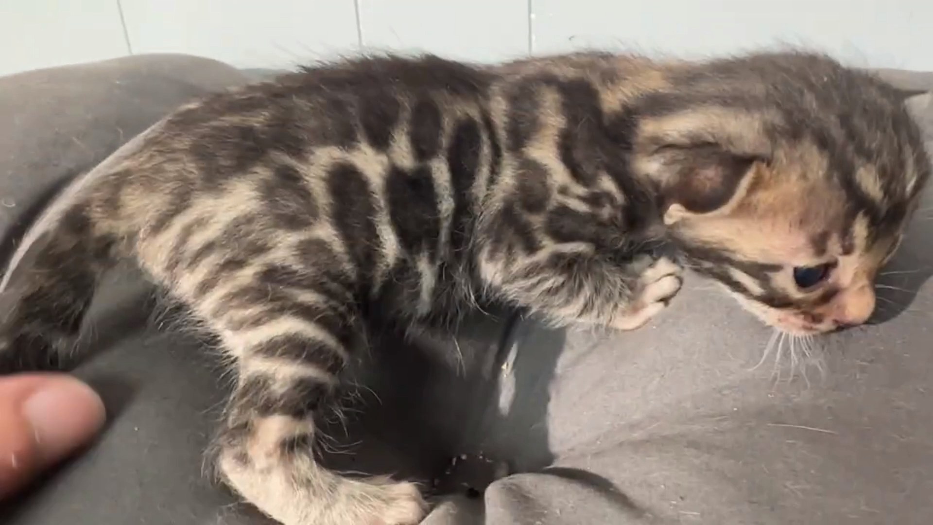 Macchiato - Brown Rosetted Bengal kitten at Wylde Bengals, photo 6