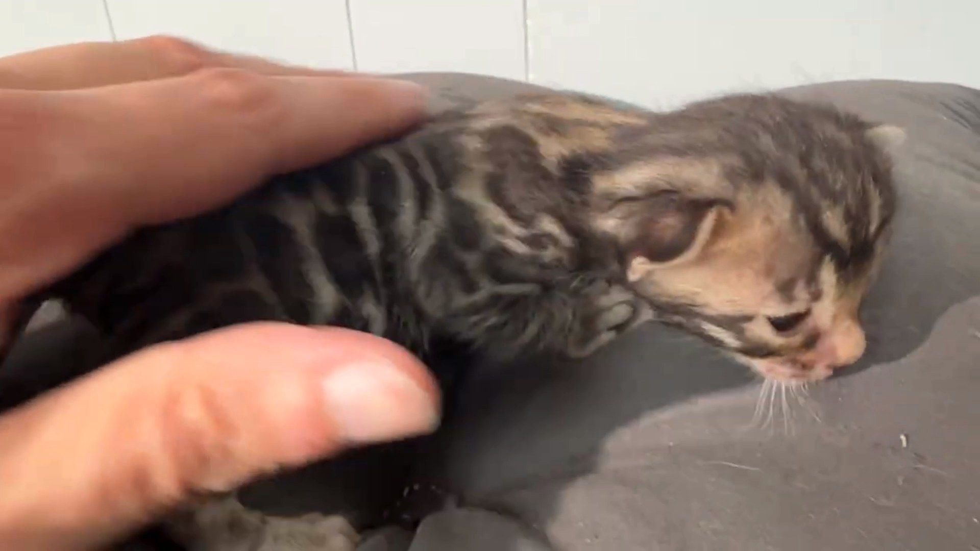 Macchiato - Brown Rosetted Bengal kitten at Wylde Bengals, photo 7