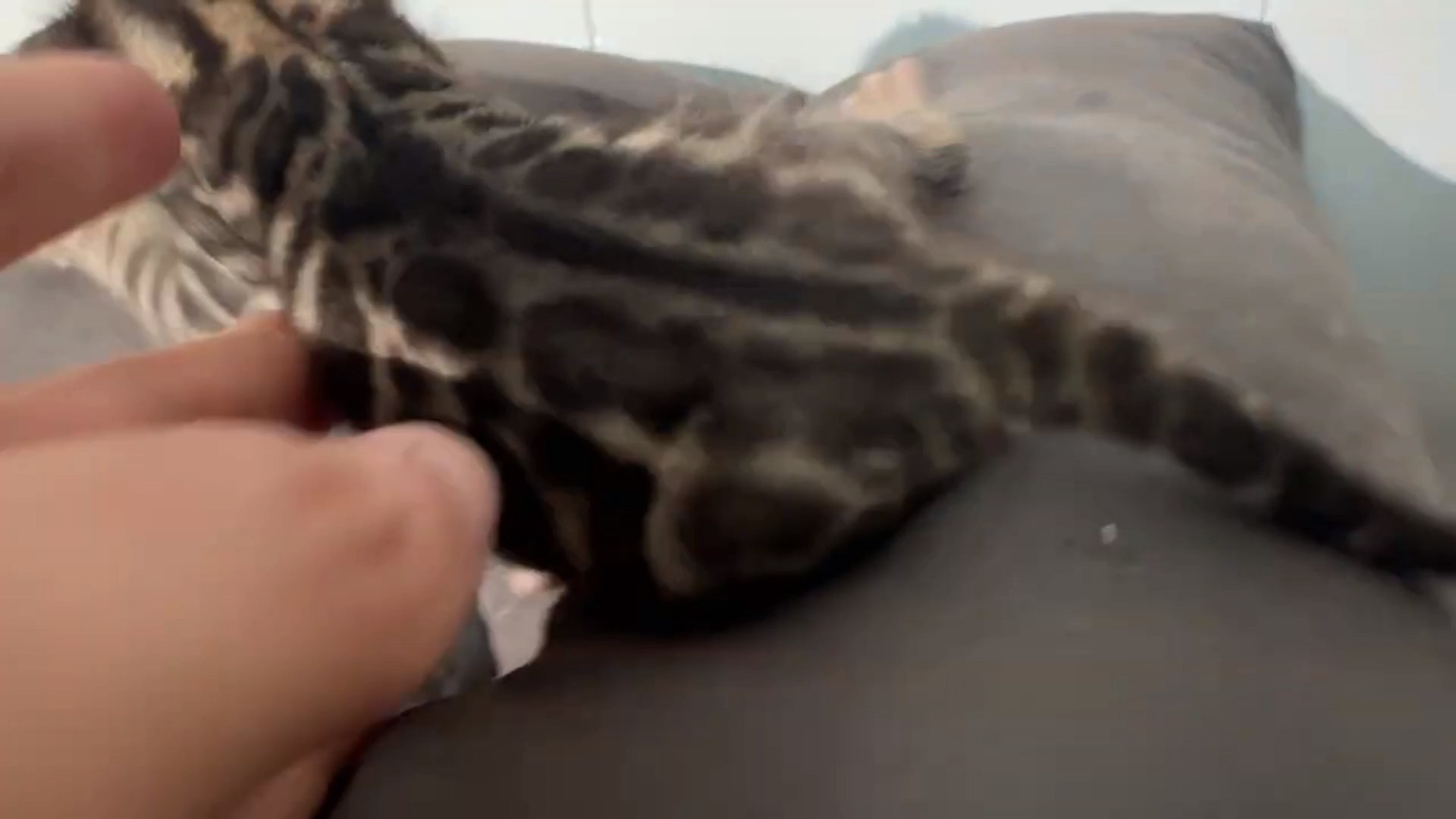 Macchiato - Brown Rosetted Bengal kitten at Wylde Bengals, photo 9
